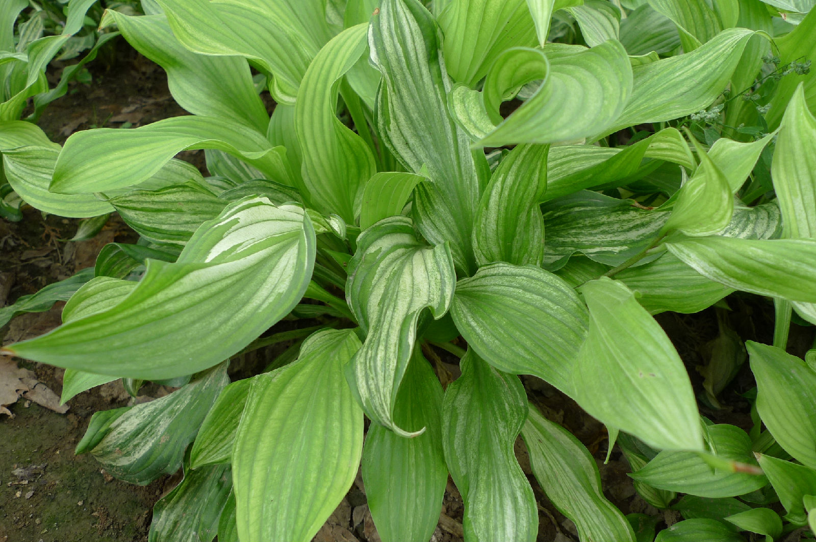  p>玉簪属, a href="#" data-lemmaid="3514470">多年生草本 /a>,叶基