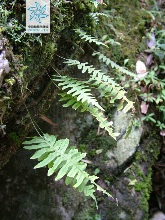  p> b>日本水龙骨 /b>(学名: b> i>polypodiodes niponica /i> /b>)