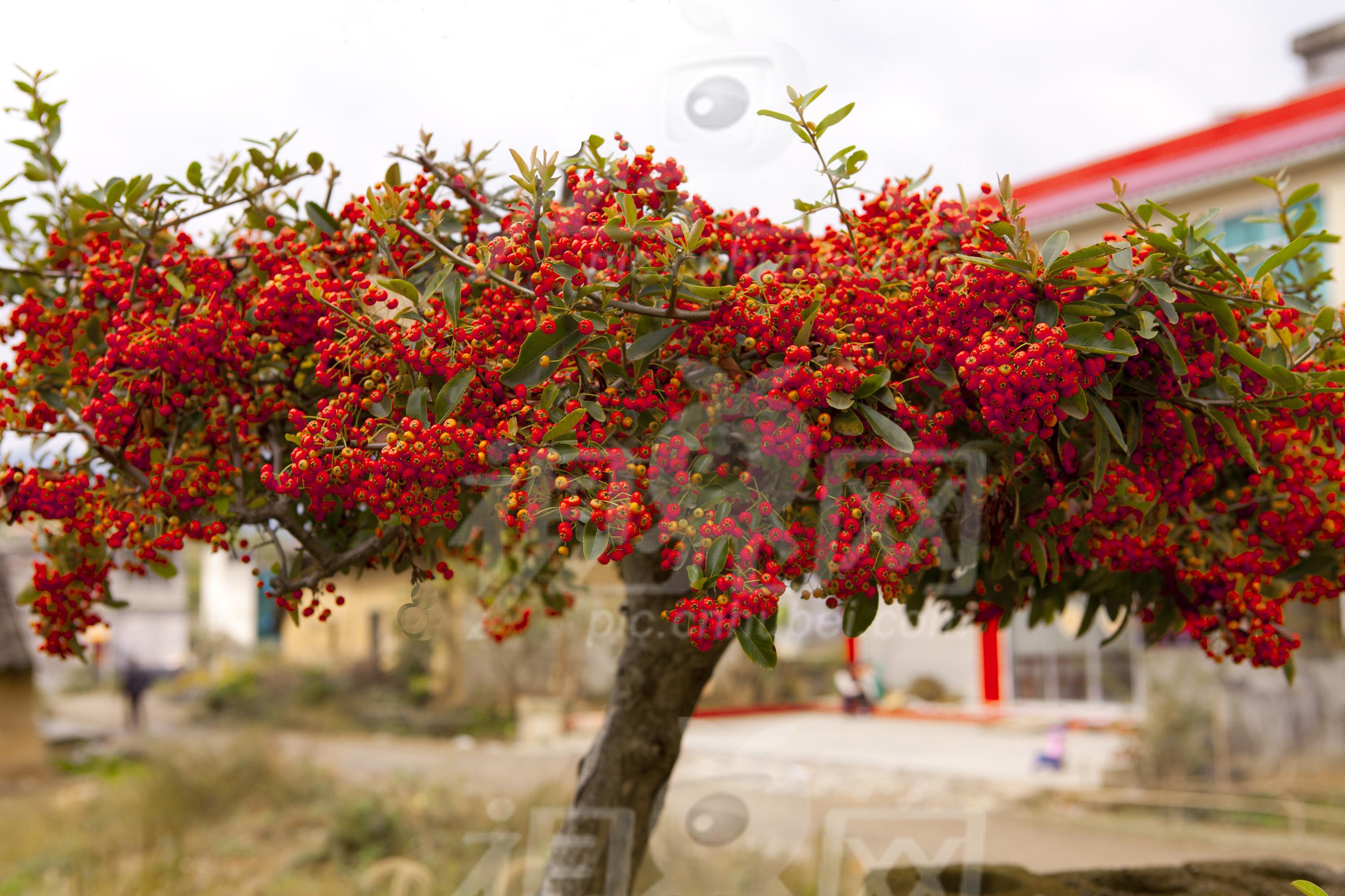  p>火棘( i>pyracantha fortuneana  /i>(maxim.
