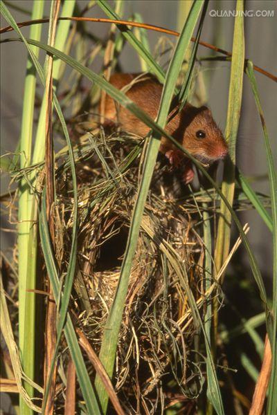  p>巢鼠( i>micromys minutus /i>)又称燕麦鼠,圃鼠,矮鼠等,因其在