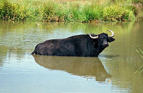 水牛英文,英文 p>水牛(学名:bubalus bubalus,英文名称:asian buffalo)也叫印度水牛