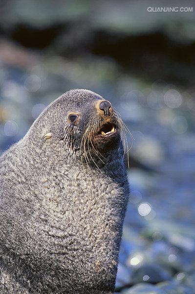 p>南美毛皮海狮(south american fur seal)的皮毛是深灰色.