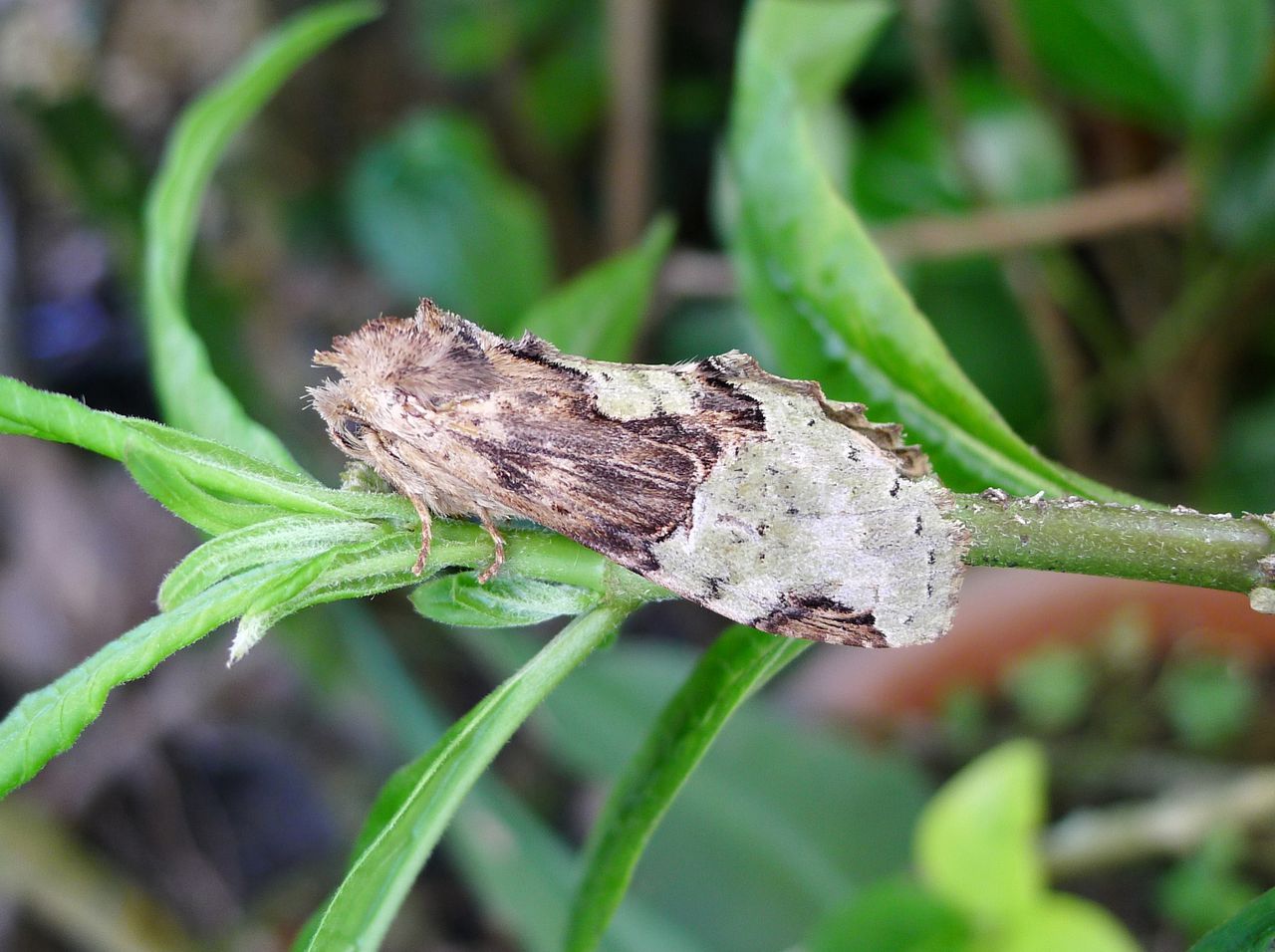  p>黄掌舟蛾, i>phalera assimilis  /i>(bremer et grey),属昆虫纲