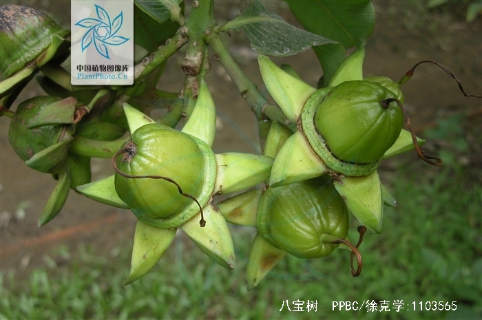 walp)是海桑科八宝树属植物,乔木;树皮褐灰色,有皱褶裂纹;板状根不甚