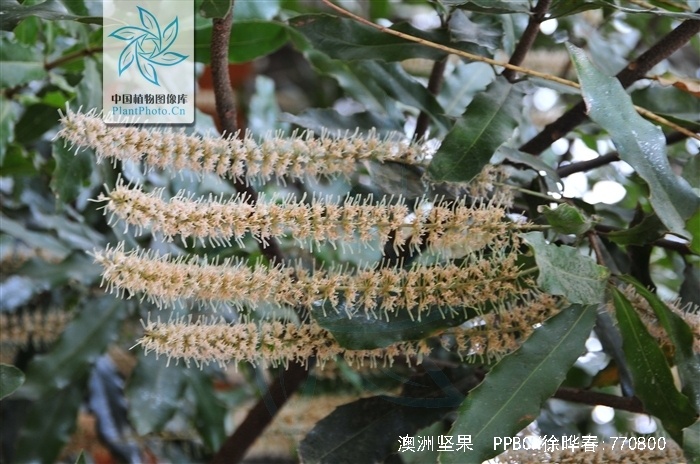 macadamia ternifolia f. muell.