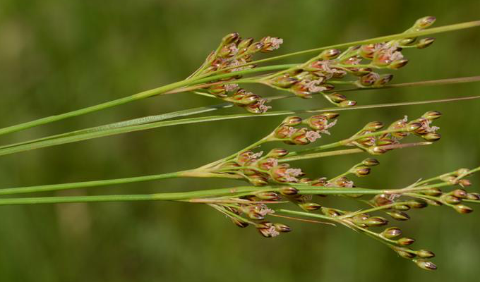  p>扁茎灯心草为 a href="#" data-lemmaid="14075437">扁茎组 /a>