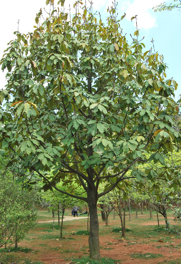  p>大叶木莲(学名: i>manglietia megphylla /i> hu et cheng)是木兰