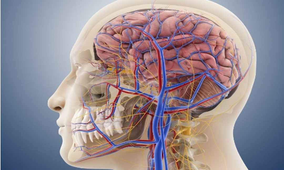 轻者表现为头摇动或手足微颤,重者可见头部振摇,肢体颤动不止,甚则肢