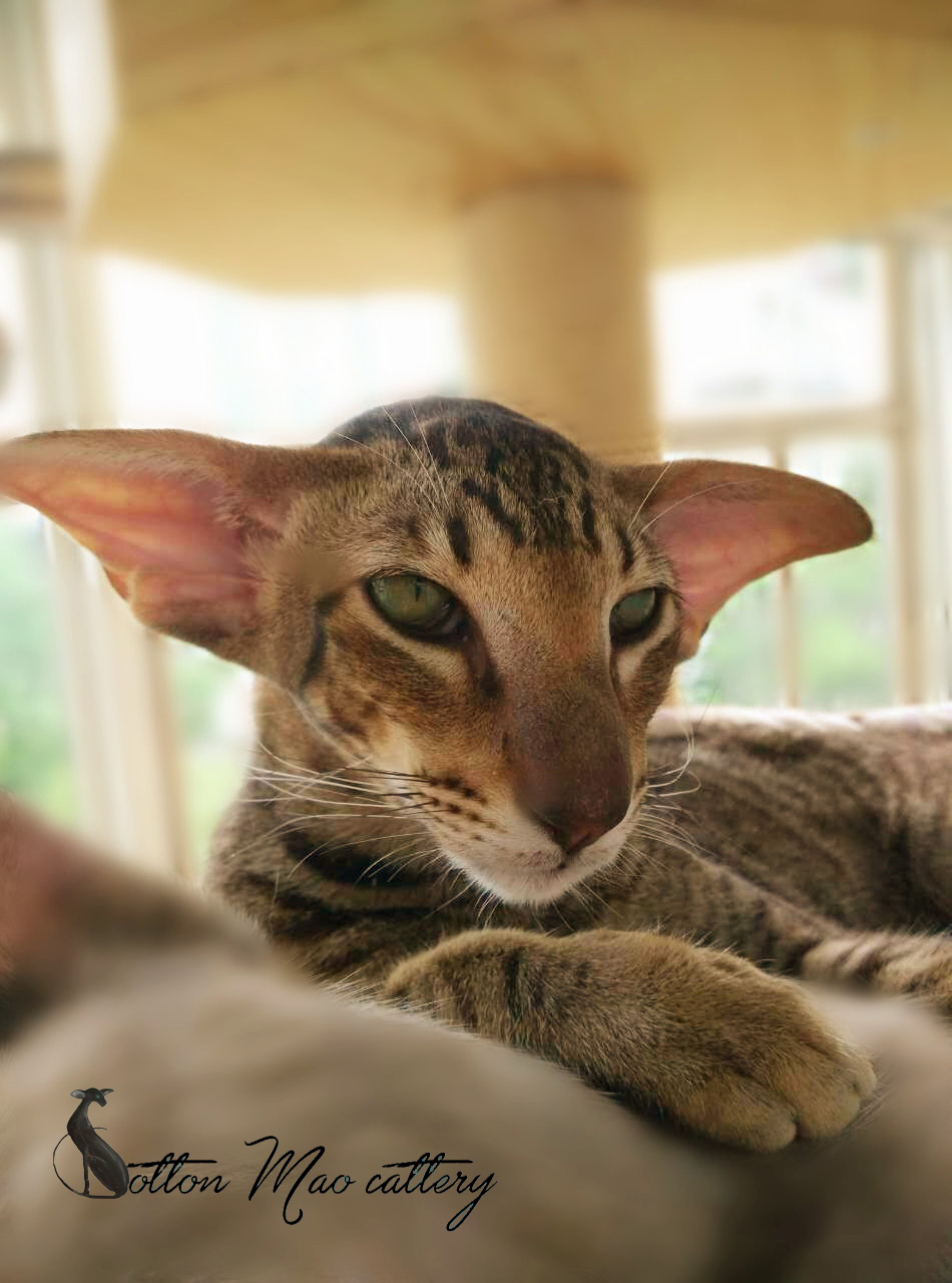  p>东方短毛猫 a href="#" data-lemmaid="33216">活泼 /a>好动,好奇