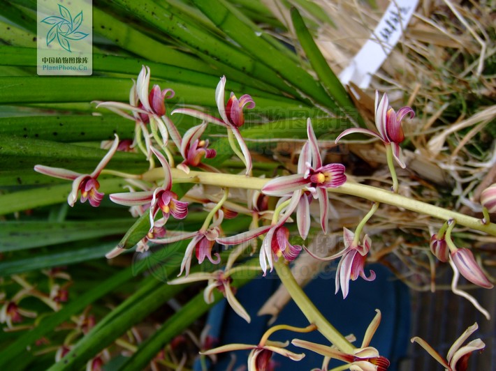  p>硬叶兰(cymbidium bicolor lindl.
