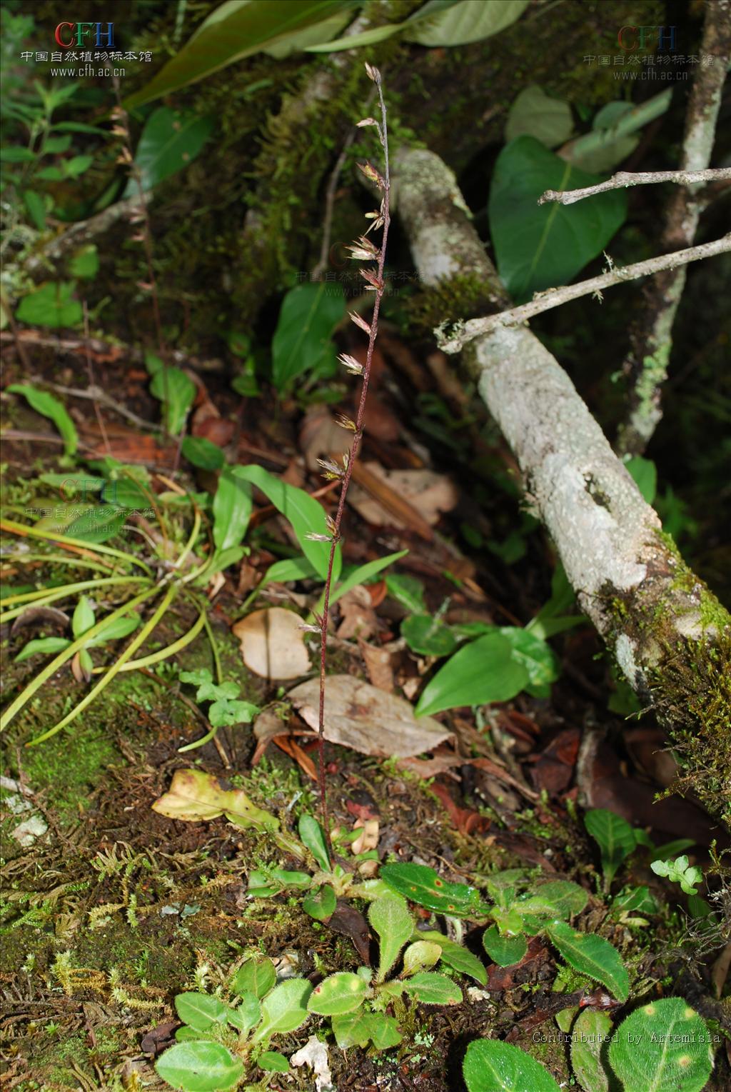  p>长柄兔儿风(学名: i>ainsliaea reflexa /i> merr.