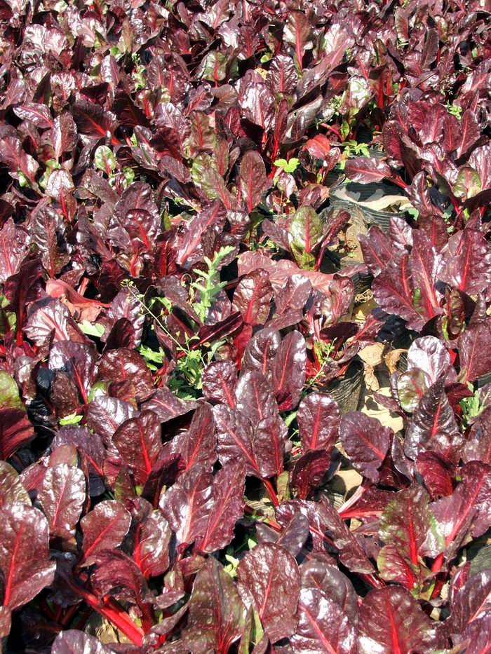  p>菠菜( i>spinacia oleracea /i> l.