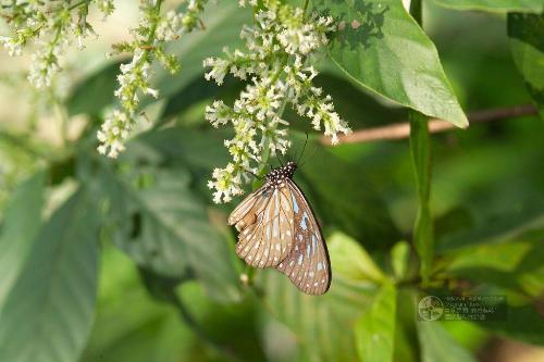  p>小花水锦树,是 a target="_blank" href="/item/水锦树属">水锦树