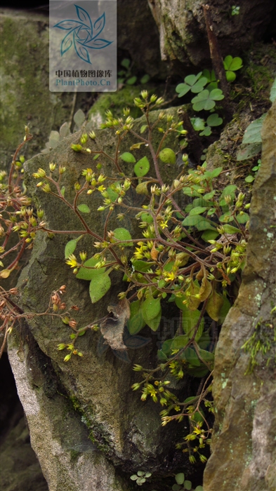  p>繁缕景天(学名: i>sedum stellariifolium /i> franch.