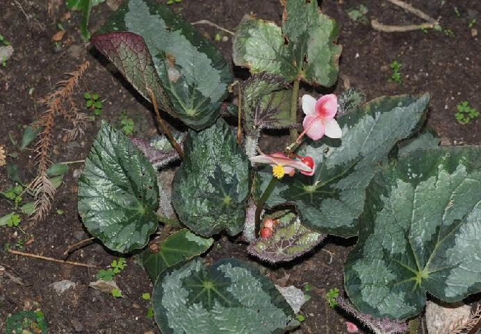 变叶海棠(变叶海棠的主要成分)