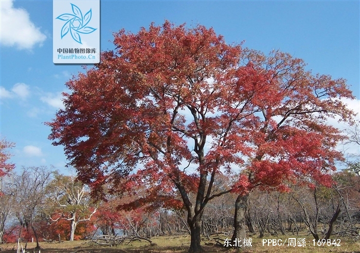  p>东北槭(学名: i>acer mandshuricum /i> maxim.