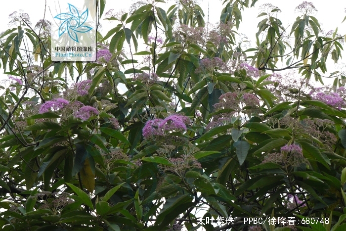 data-lemmaid="2951374">马鞭草科 /a>植物大叶紫珠callicarpa