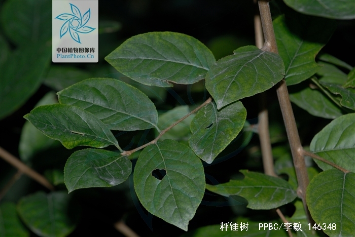  p>秤锤树(学名: i>sinojackia xylocarpa hu /i>)是安息香科,秤锤树