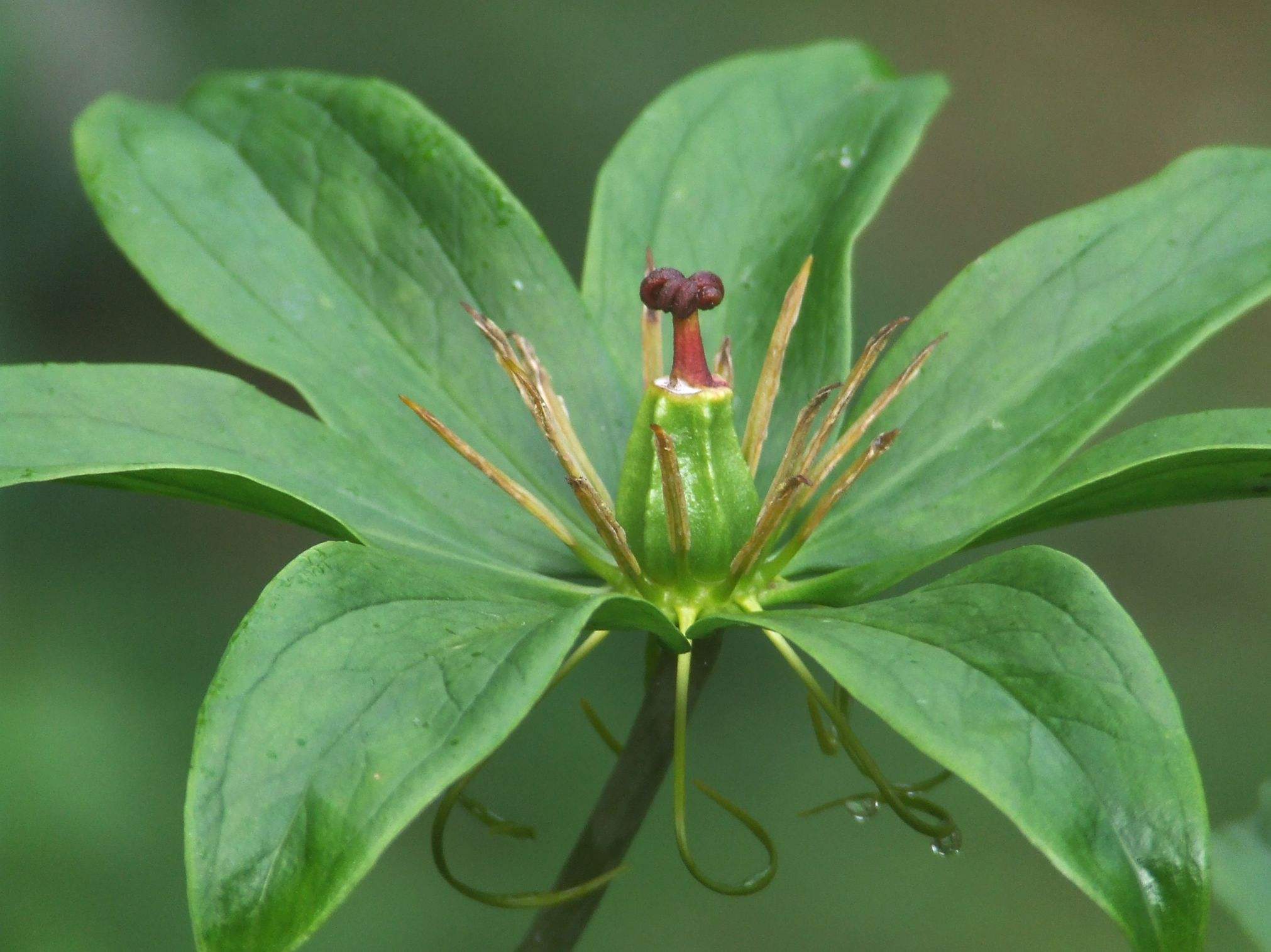  p>七叶一枝花(学名: i>paris polyphylla /i>)为百合科重楼属的植物.