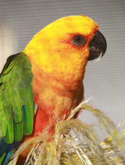  p>詹代亚锥尾鹦鹉(学名:aratinga jandaya)是典型的 a href="#" data