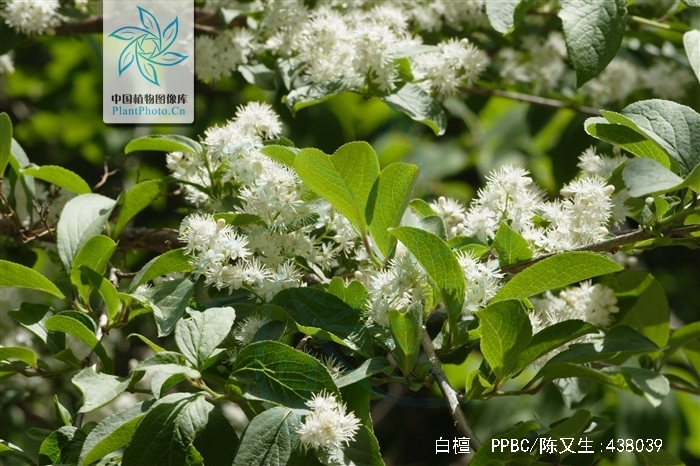 白檀(白檀木目前的价格达到多少)