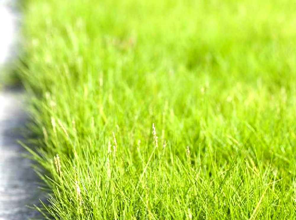  p>细叶结缕草(学名: i>zoysia tenuifolia /i>  willd. ex trin.