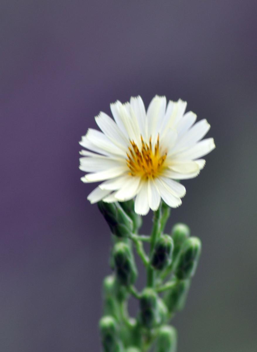  p>芥菜(学名: i>brassica juncea /i>   (l.) czern. et coss.