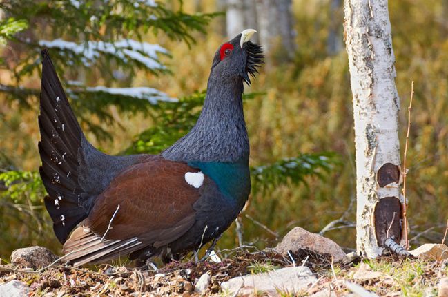  p>松鸡(学名: i>tetrao urogallus /i>):是 a target="_blank" href=