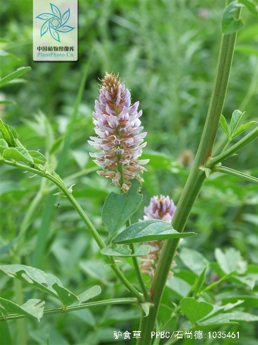  p>驴食草(学名: i>onobrychis viciifolia  /i>scop.