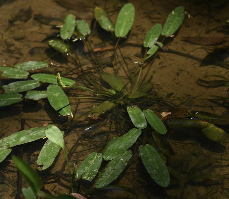  p>浮叶眼子菜(学名: i>potamogeton natans /i> l.