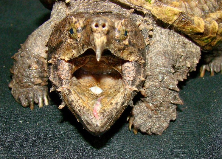  p>鳄龟是世界最大的淡水龟之一,也是北美洲最大的淡水龟,主要栖息在