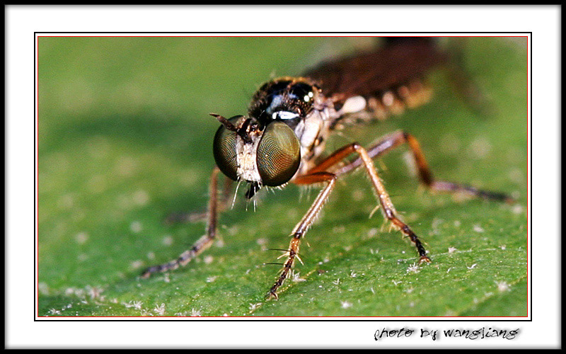  p>舍蝇: a target="_blank" href="/item/蝇