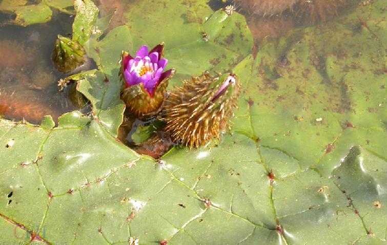 ex konig et sims /a>):睡莲科芡属一年生 a href="#" data-lemmaid=