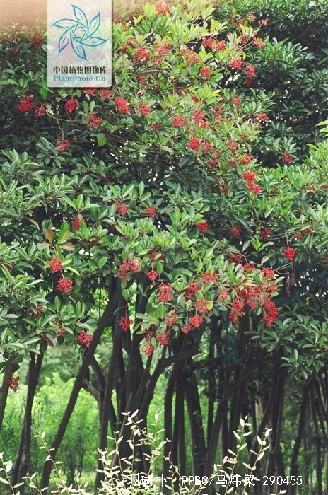  p>珊瑚朴(学名: i>celtis julianae  /i>schneid.