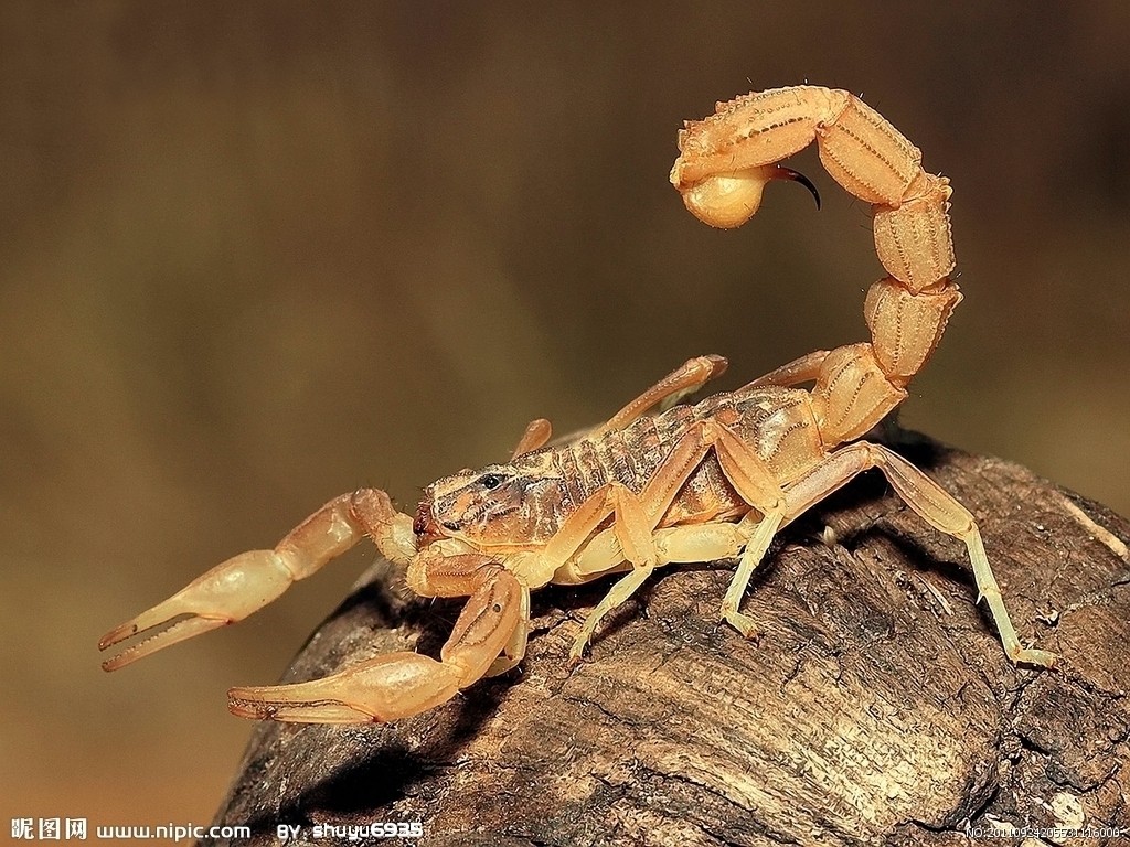 模拟自然环境养蝎法