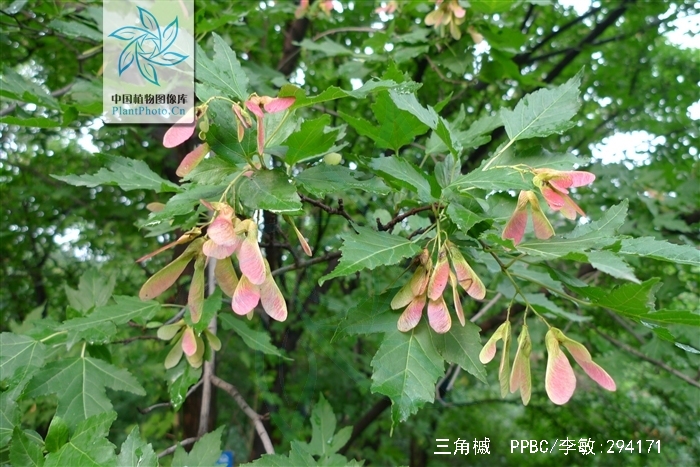  p>三角槭,别名: a target="_blank" href="/item/三角枫/3060892"