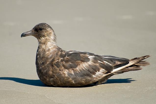  p>中贼鸥( a target="_blank" href="/item/学名/8074290" data