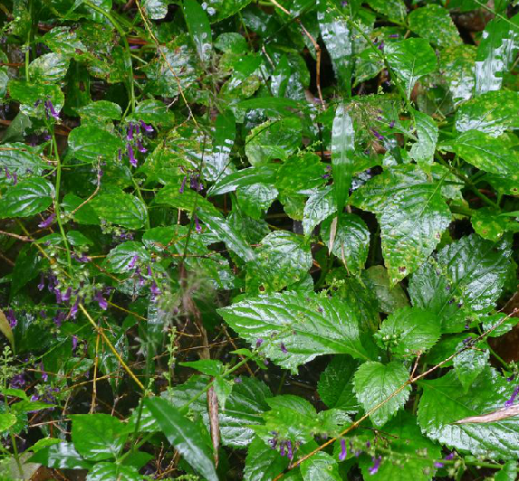  p>长管香茶菜,中药名.