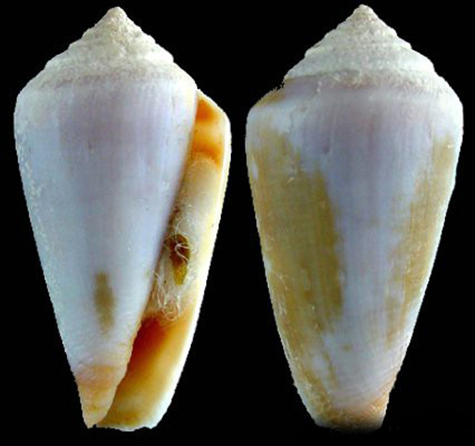  p>阿哥芋螺是芋螺科芋螺属的一种 a href="#">贝类 /a>动物,生活在