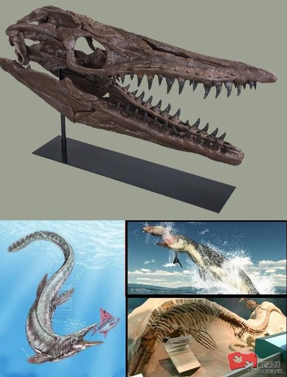 p>海王龙(tylosaurus)又名 a href="#" data