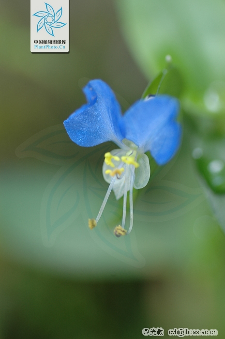 p>鸭跖草属commelina linn.
