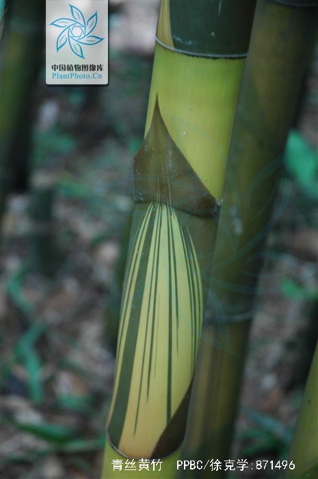  p>青丝黄竹(学名: i>bambusa eutuldoides /i> mcclure var.
