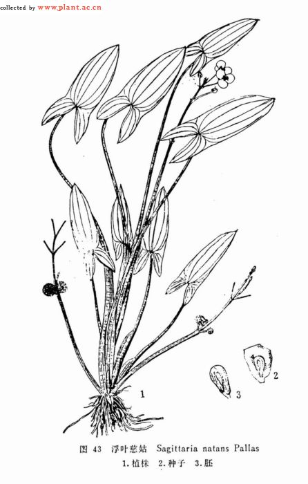 sagittaria natans pall.