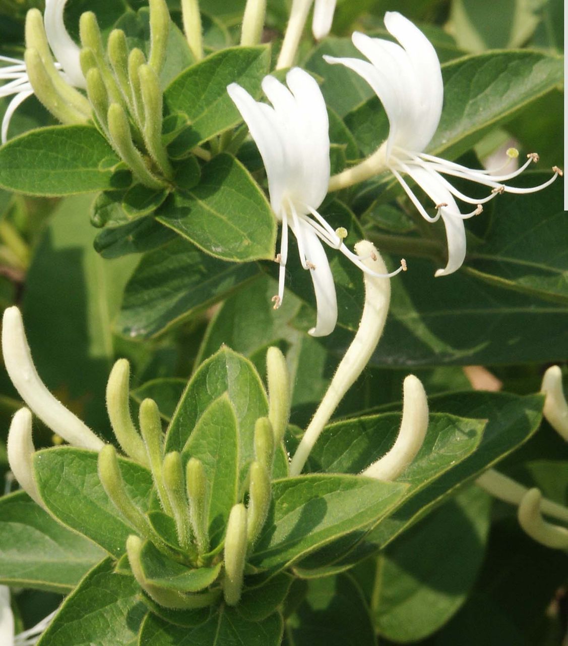 是 a target="_blank" href="/item/忍冬科,">忍冬科, /a> a targt==