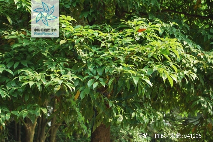  p>闽楠(拉丁学名: i>phoebe bournei /i> (hemsl.