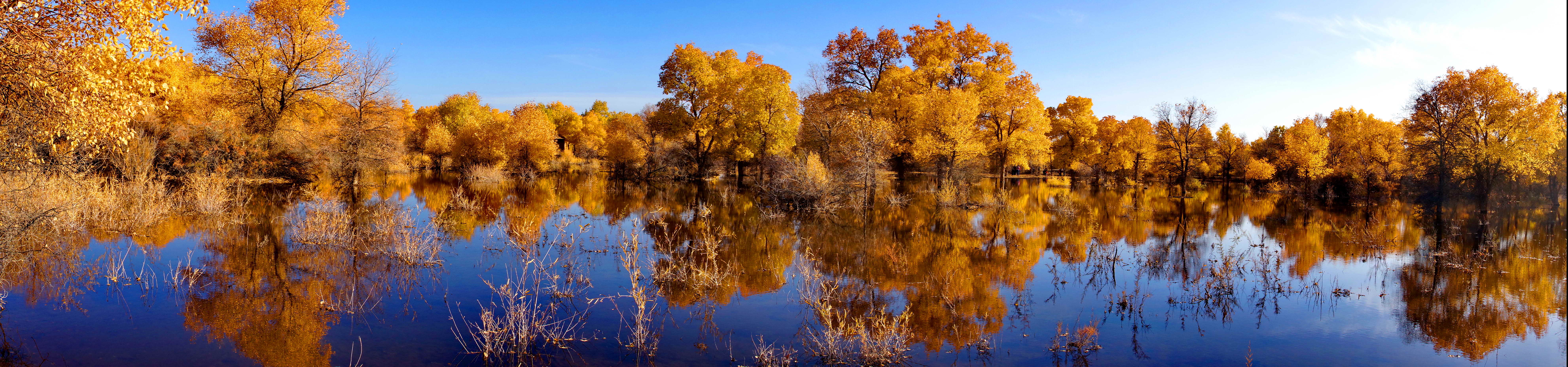 金塔沙漠胡杨林景区