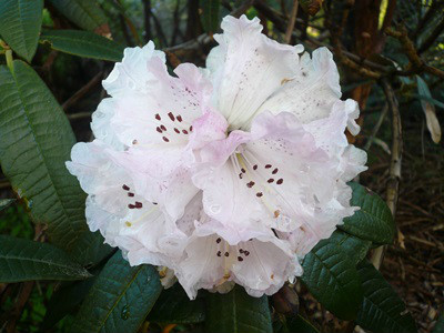  p>树形杜鹃(学名: i>rhododendron arboreum /i> smith):常绿乔木,高
