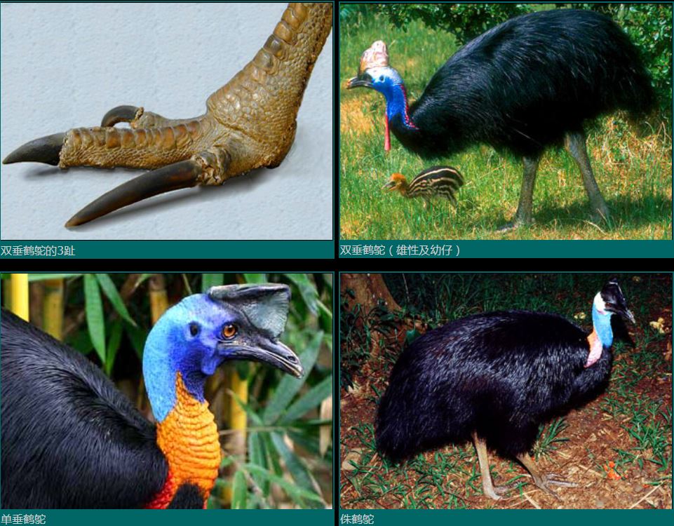 ">鹤鸵目 /a> a target="_blank" href="/item/鹤鸵科/8923754" data