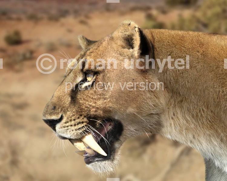  p>剑齿猫(homotherium latidens)是一种生活在更新世晚期的 a href="