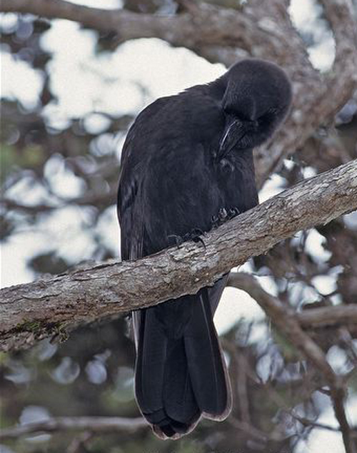  p>夏威夷乌鸦(学名:corvus hawaiiensis):体长48–50厘米.
